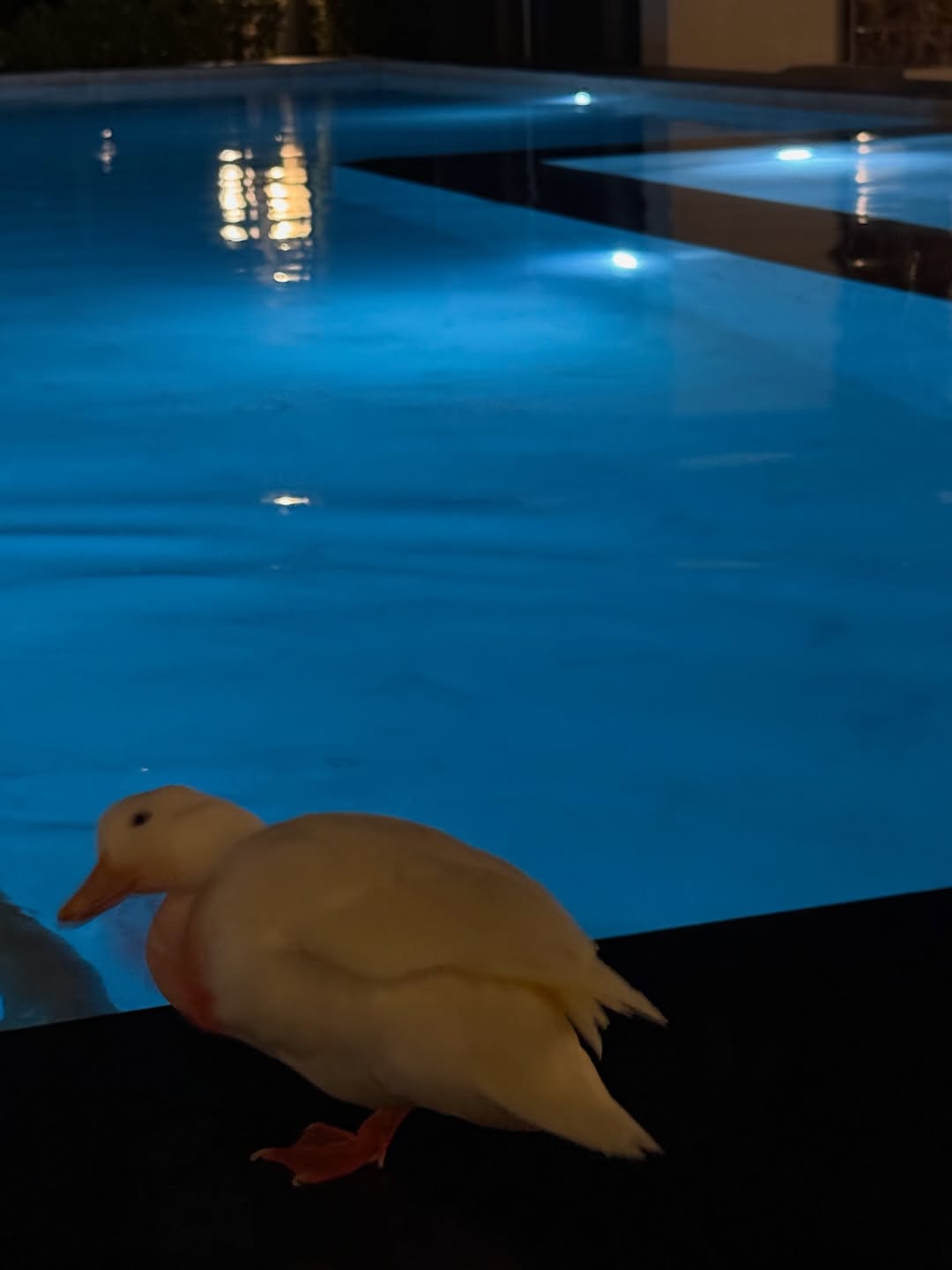 เทอร์โบ - ชนกชนม์ บุญมานะวงศ์