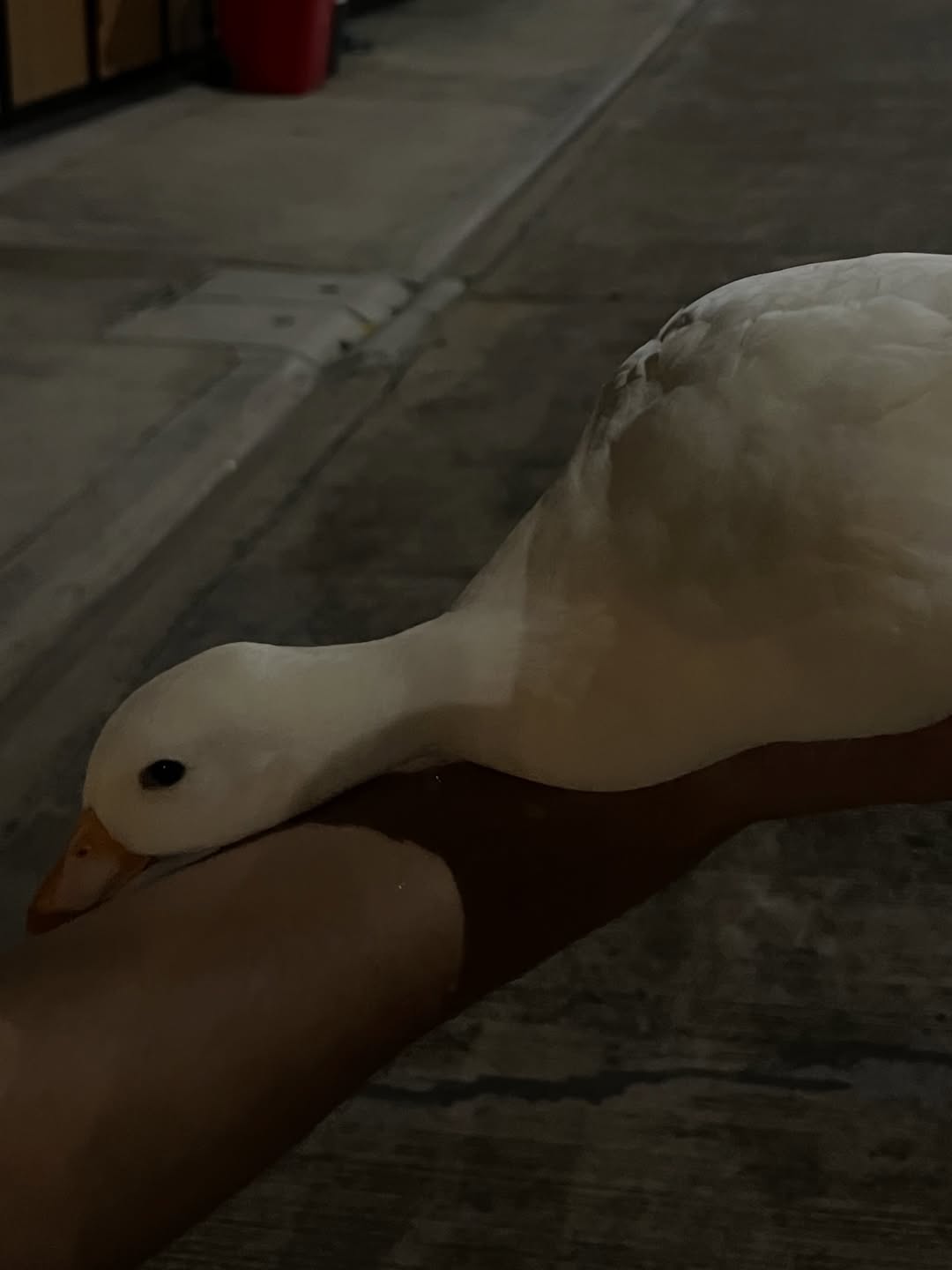 เทอร์โบ - ชนกชนม์ บุญมานะวงศ์