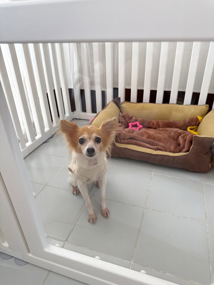 โดนัท - ภัทรพลฒ์ เดชพงษ์วรานนท์