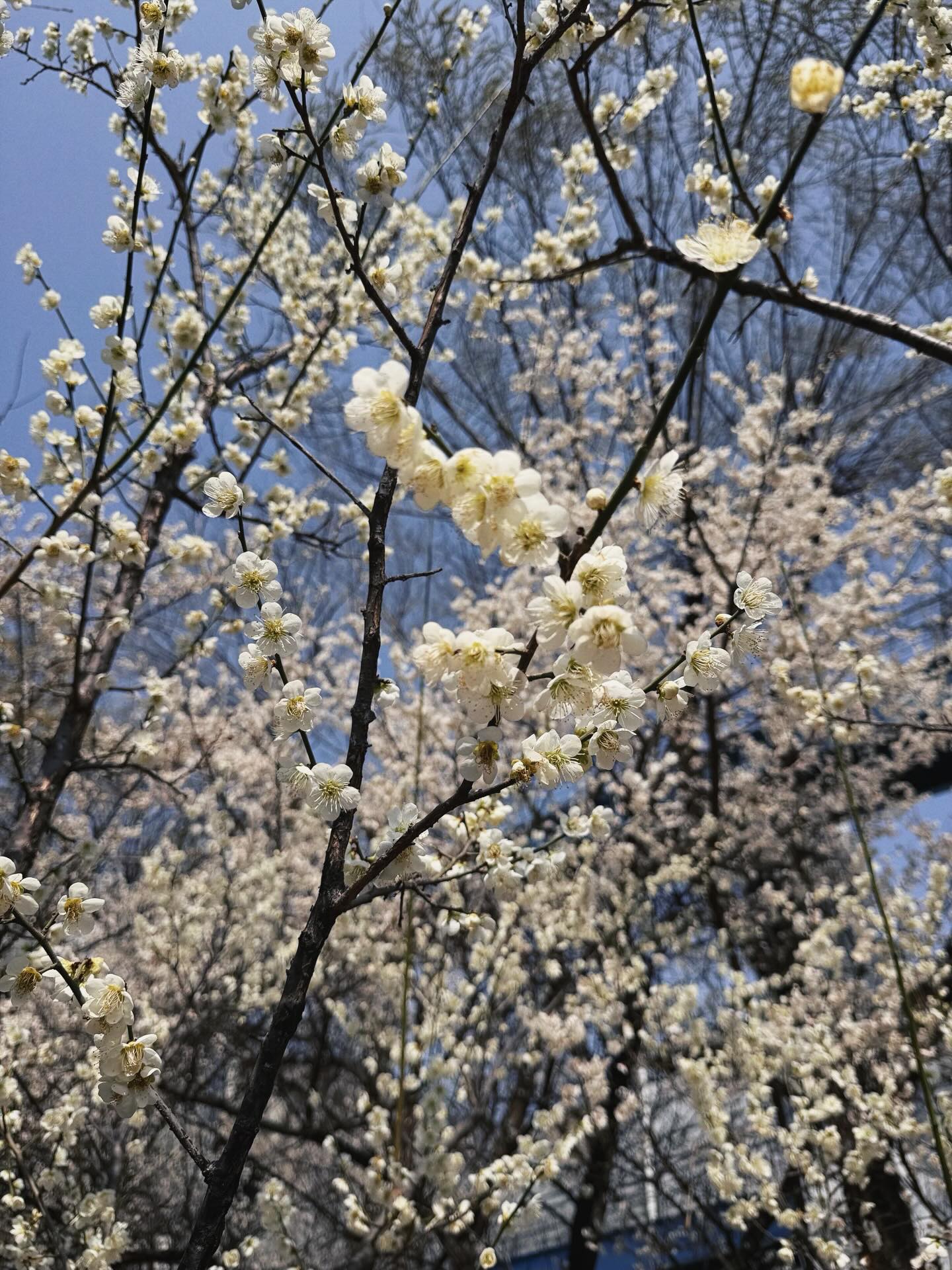 โบว์ - เบญจวรรณ อาร์ตเนอร์