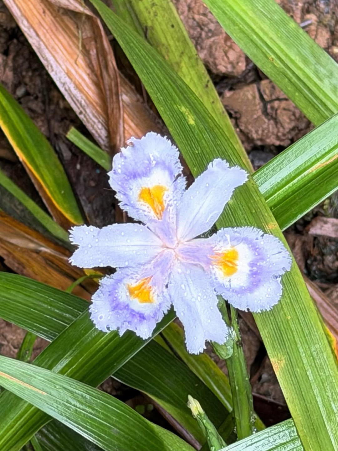 โบว์ - เบญจวรรณ อาร์ตเนอร์