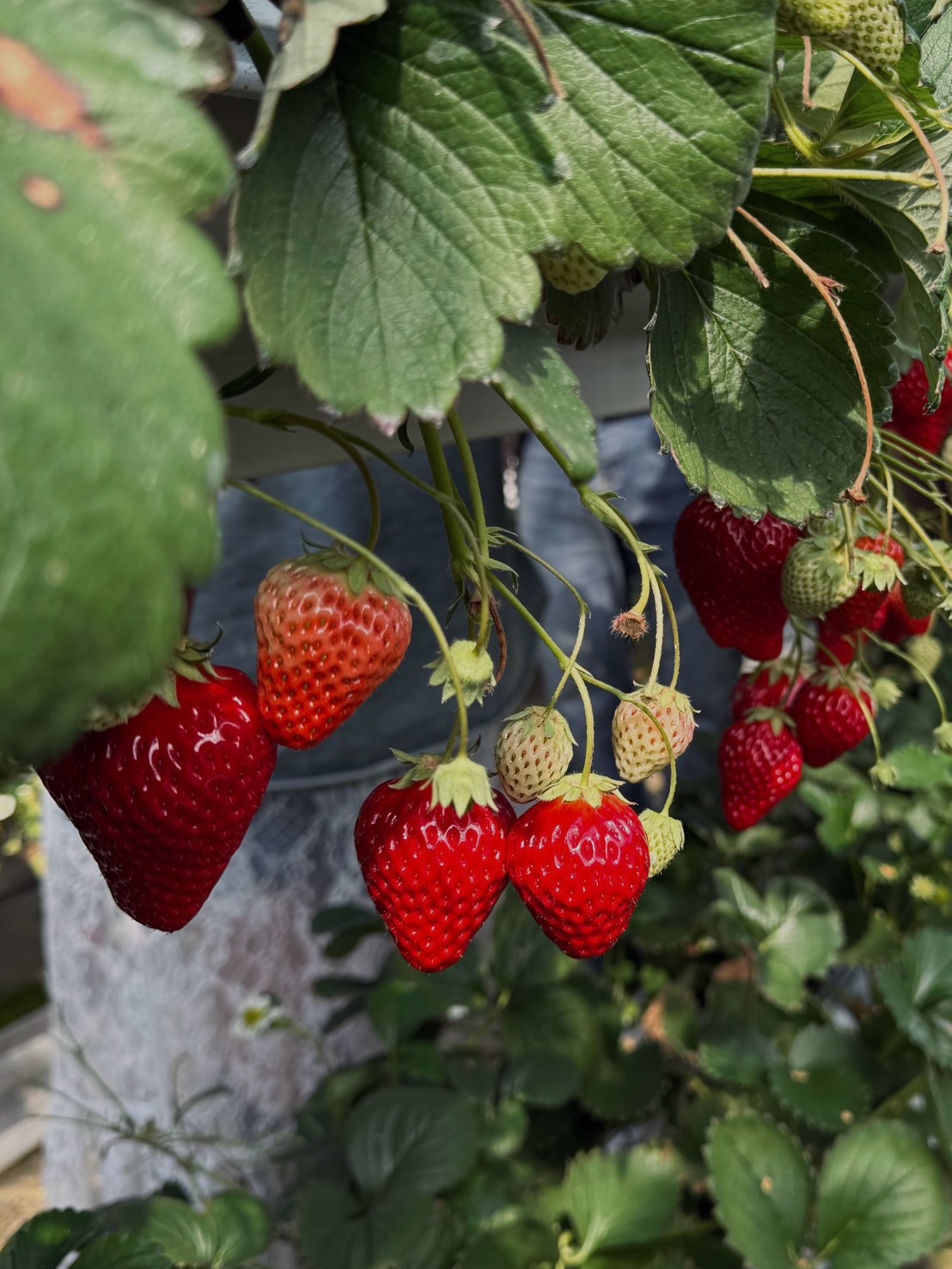นุนิว - ชวรินทร์ เพริศพิริยะวงศ์