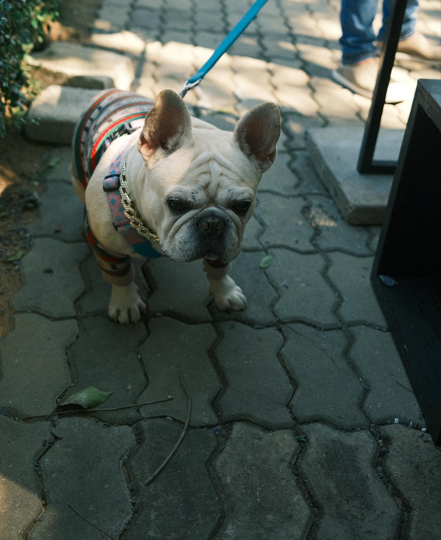 จุง - อาเชน ไอย์ดึน