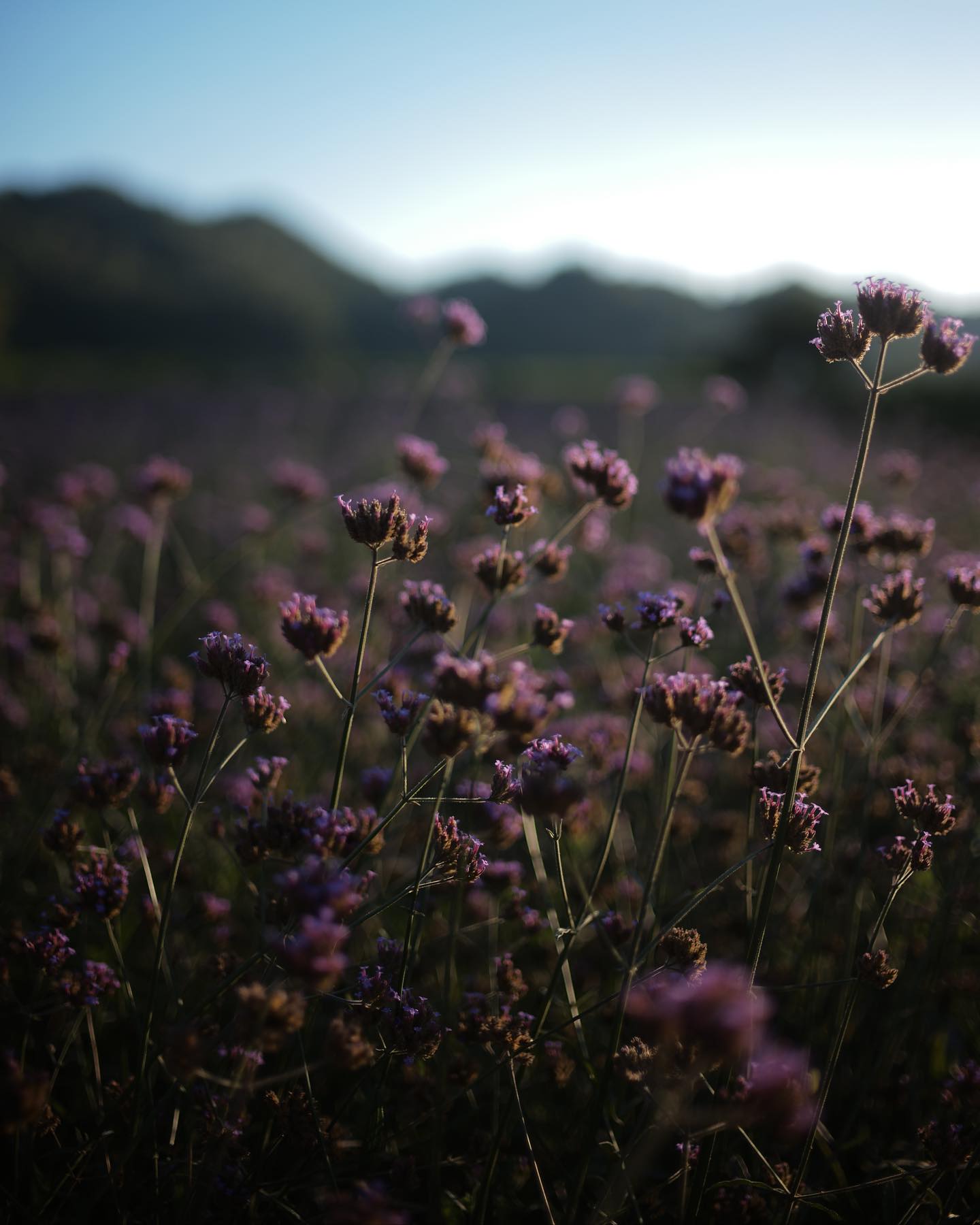 จุง - อาเชน ไอย์ดึน