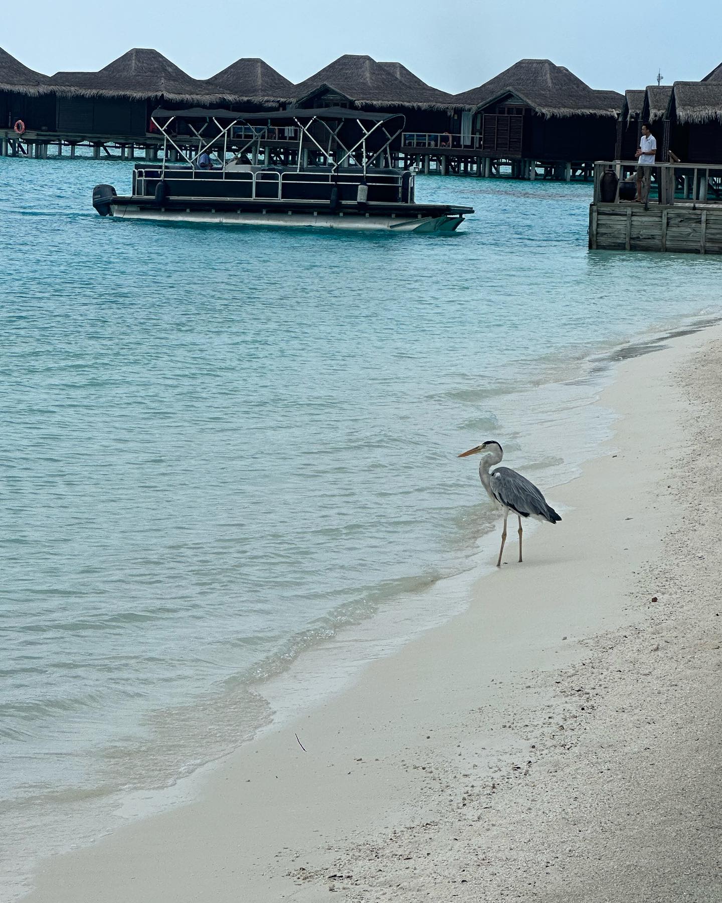 จุง - อาเชน ไอย์ดึน