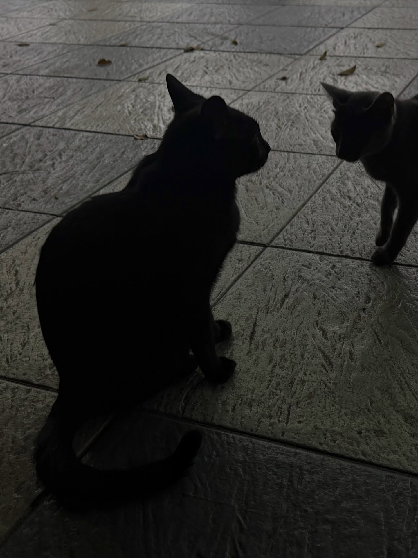 จุง - อาเชน ไอย์ดึน