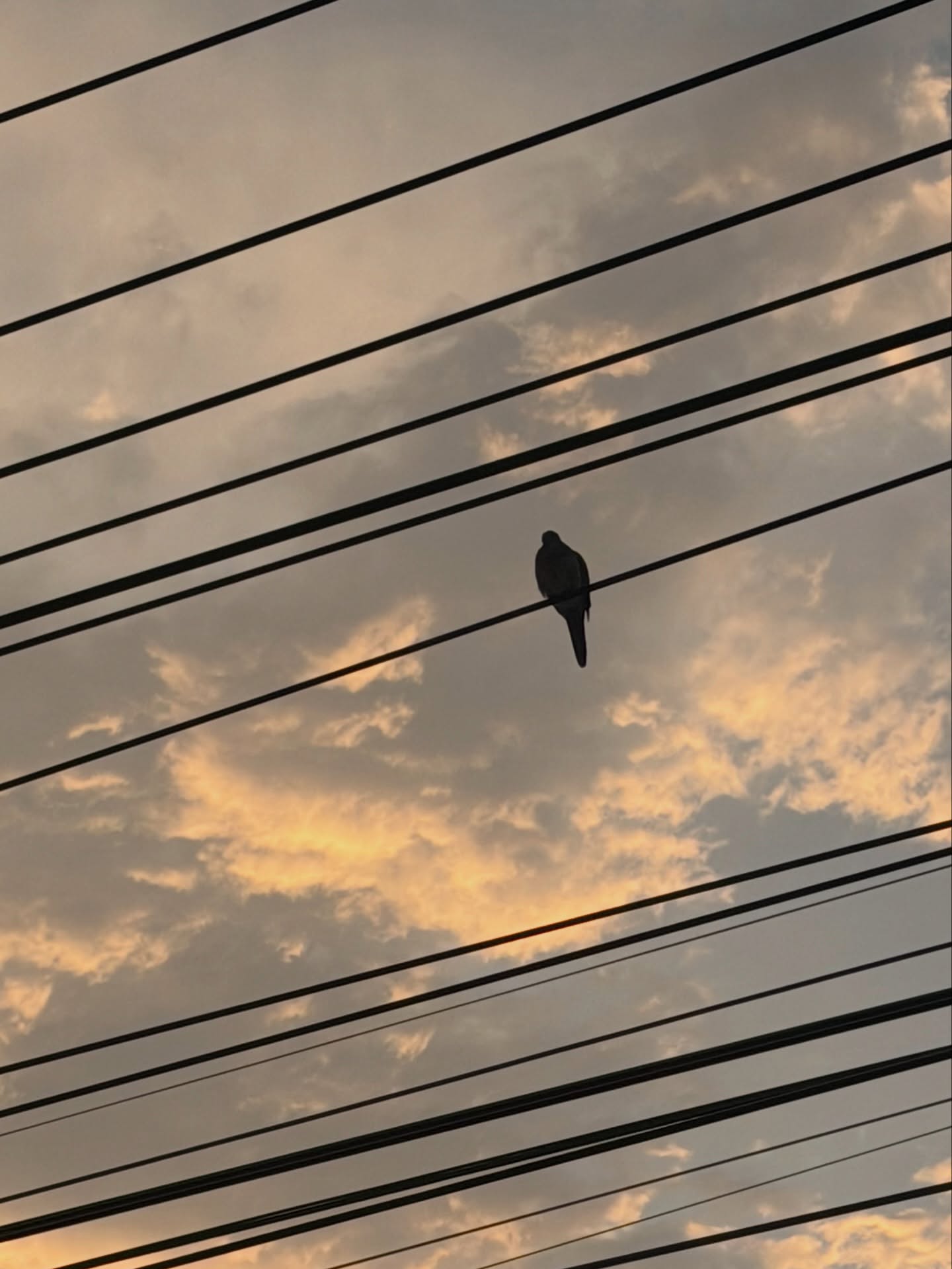 จุง - อาเชน ไอย์ดึน