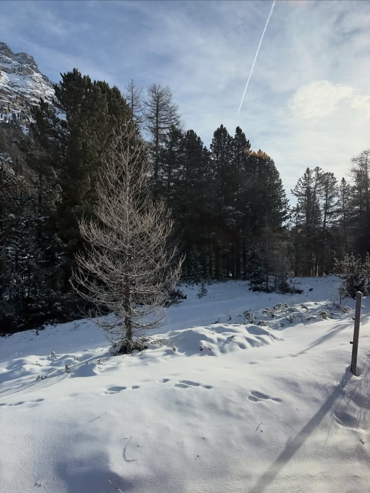 แนท - อนิพรณ์  เฉลิมบูรณะวงศ์