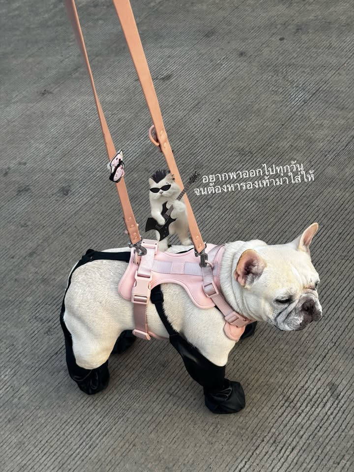 แนท - อนิพรณ์  เฉลิมบูรณะวงศ์