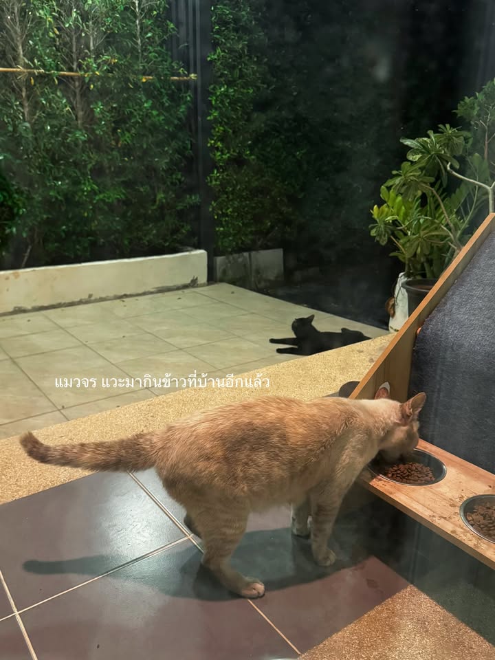 แนท - อนิพรณ์  เฉลิมบูรณะวงศ์