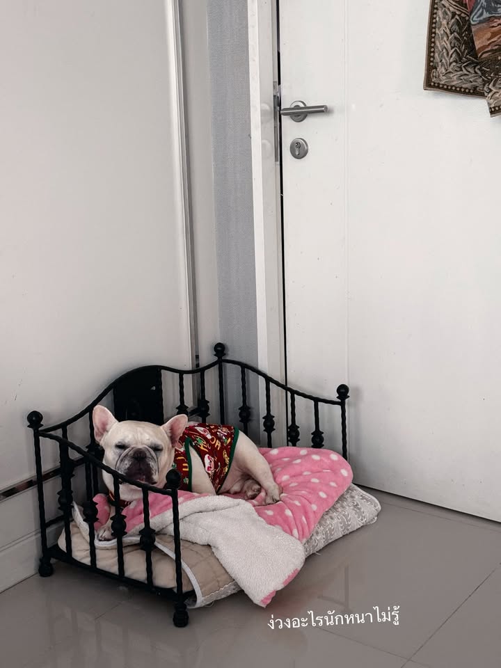 แนท - อนิพรณ์  เฉลิมบูรณะวงศ์