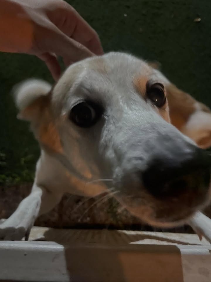 เพิร์ล - ศัจกร ฉลาด