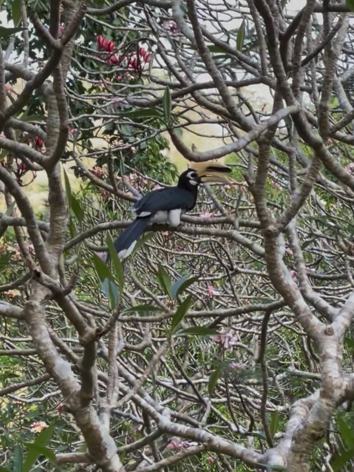 เพิร์ล - ศัจกร ฉลาด