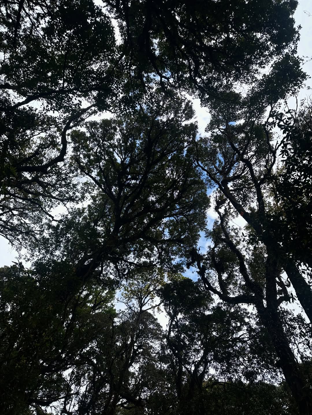 เอมมี่ - มรกต กิตติสาระ