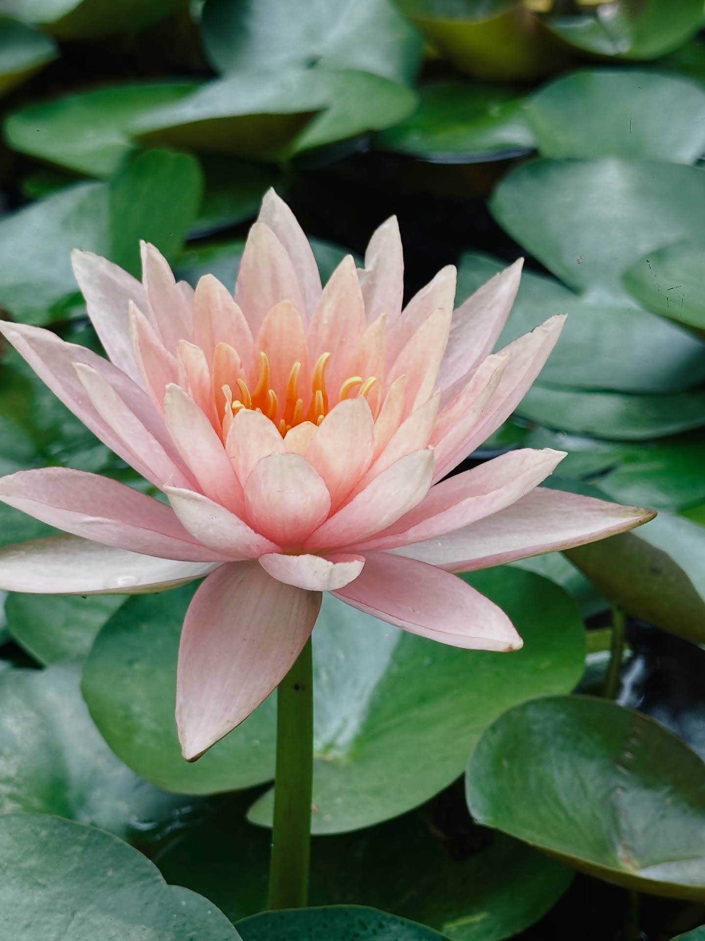 เอมมี่ - มรกต กิตติสาระ