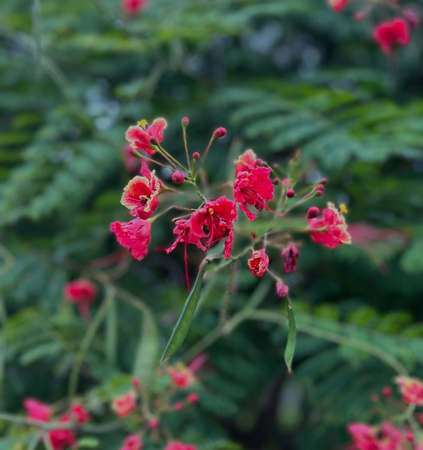 โอ๊ค - สมิทธิ์ อารยะสกุล