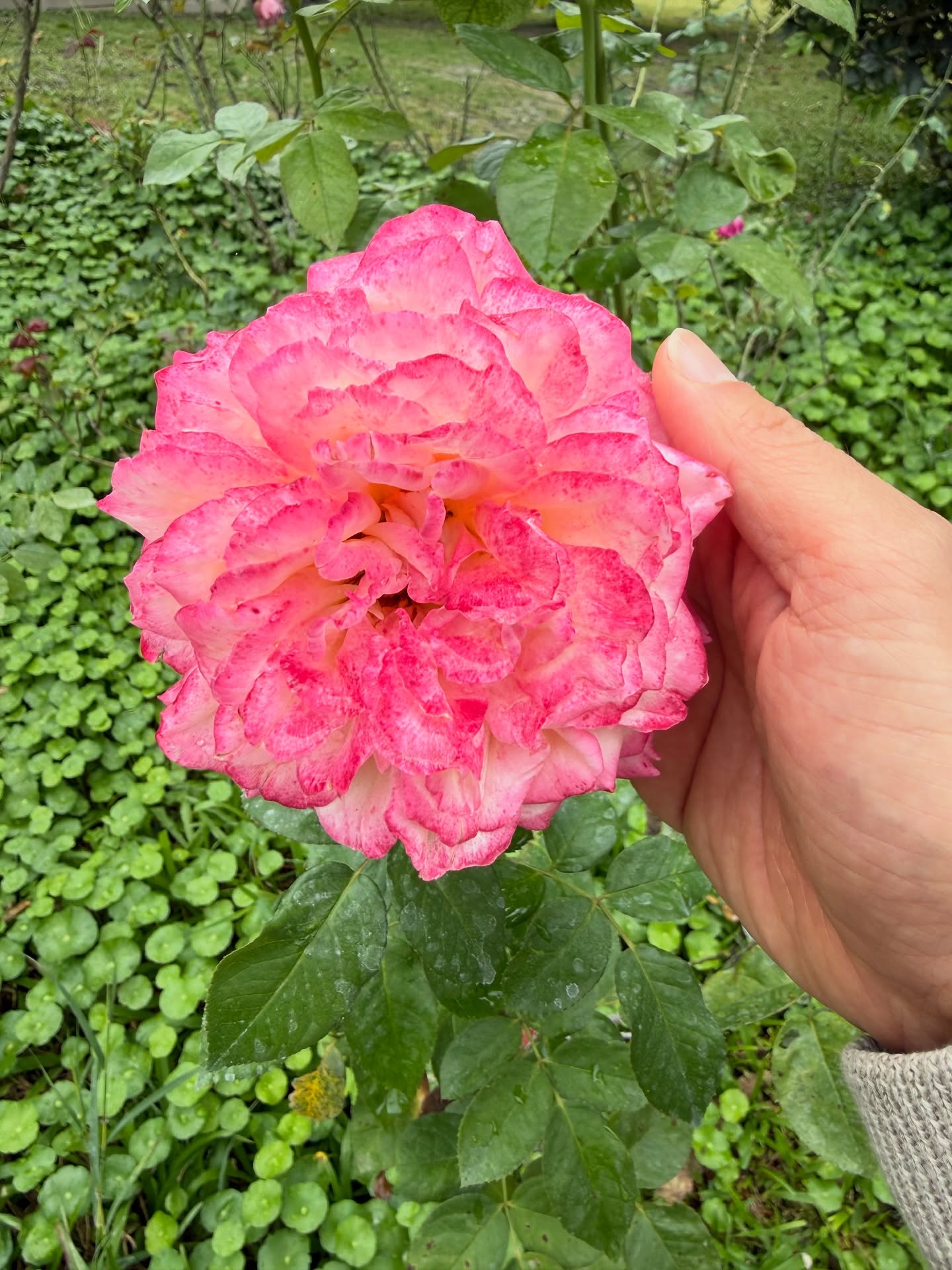 โอ๊ค - สมิทธิ์ อารยะสกุล