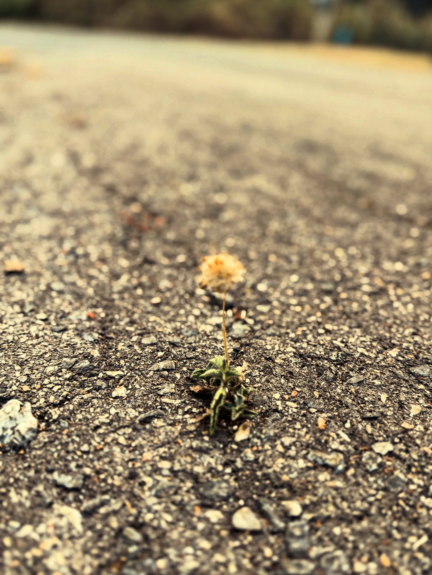 โอ๊ค - สมิทธิ์ อารยะสกุล