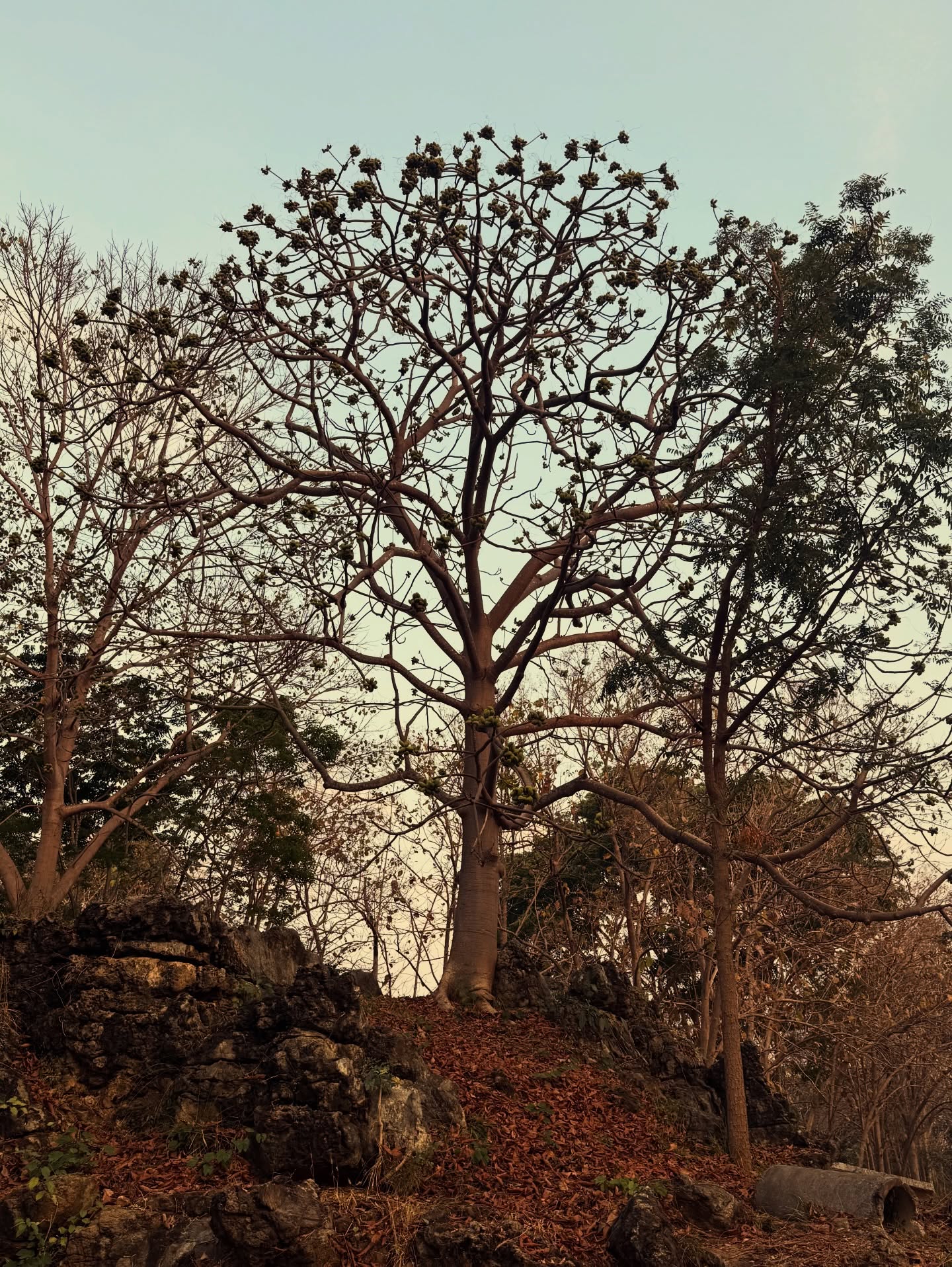 โอ๊ค - สมิทธิ์ อารยะสกุล