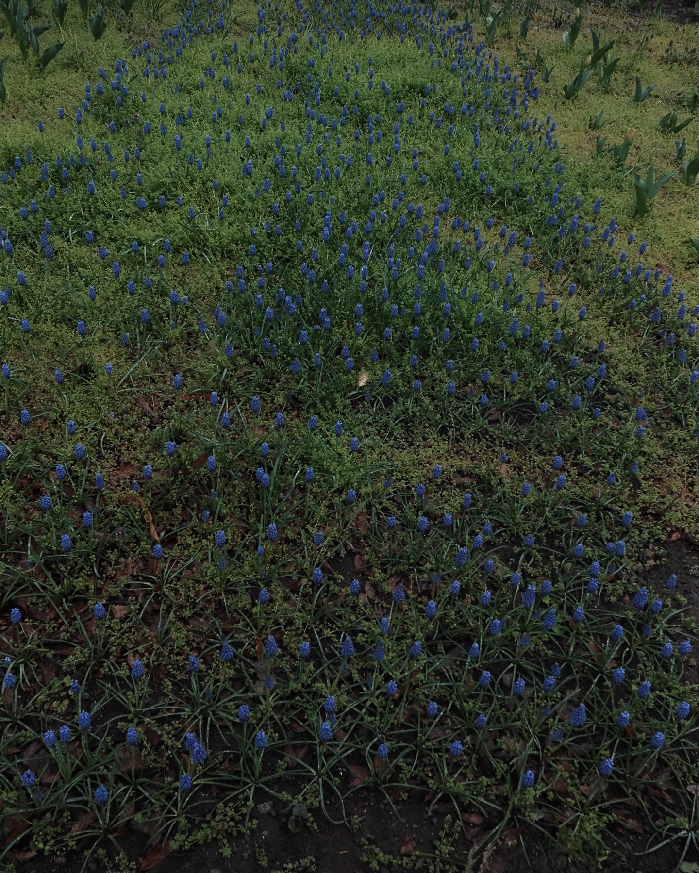 เก่ง - หฤษฎ์ บัวย้อย