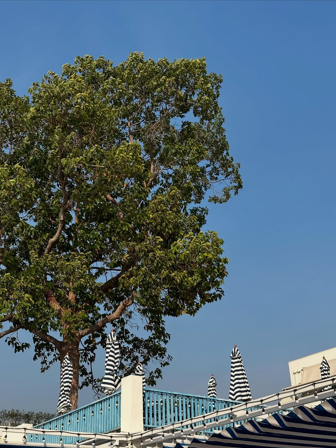 เฌอปราง อารีย์กุล