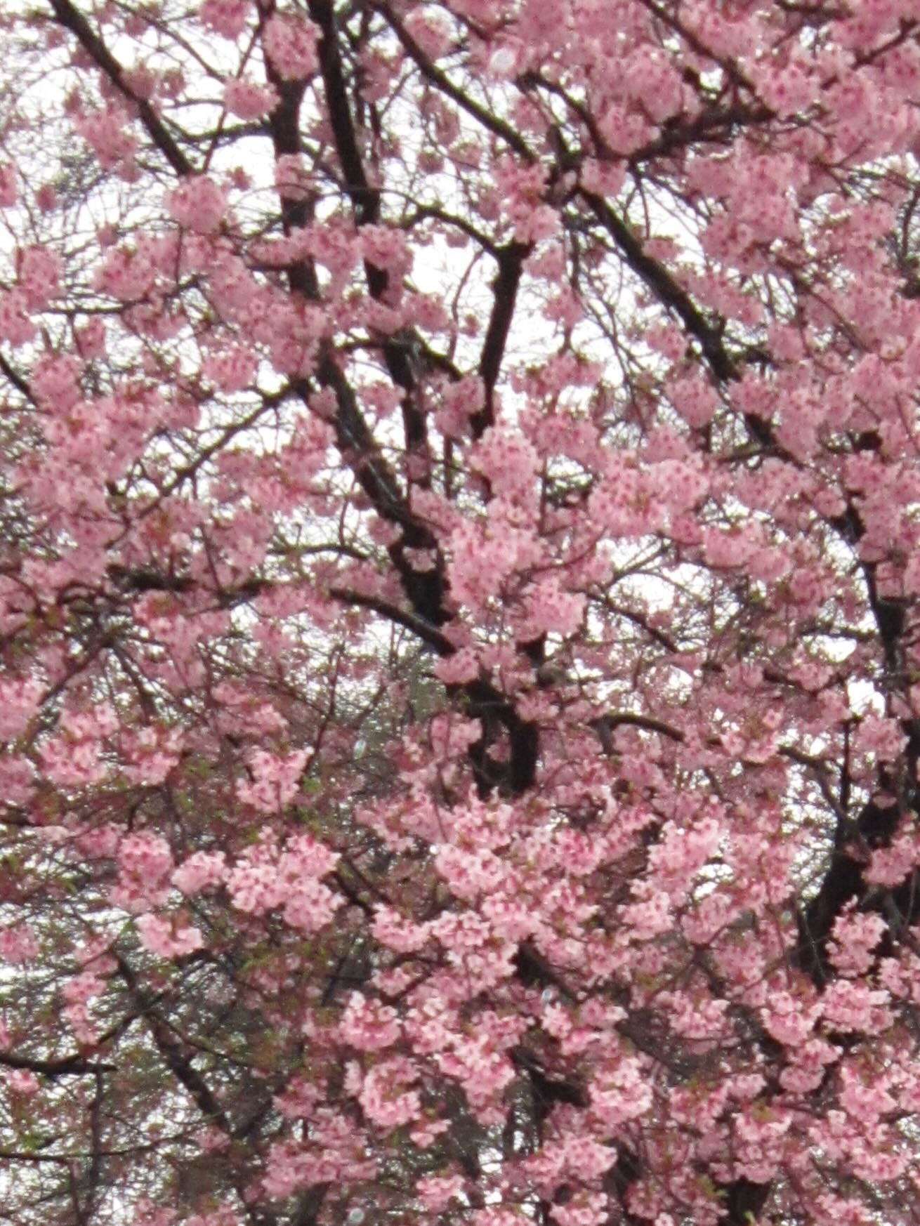 เฌอปราง อารีย์กุล