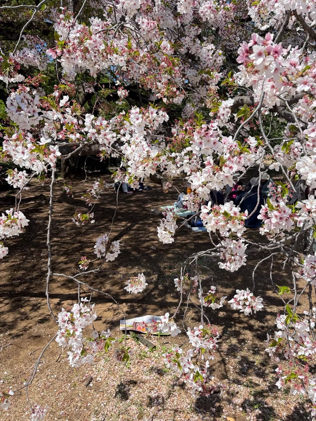 เฌอปราง อารีย์กุล