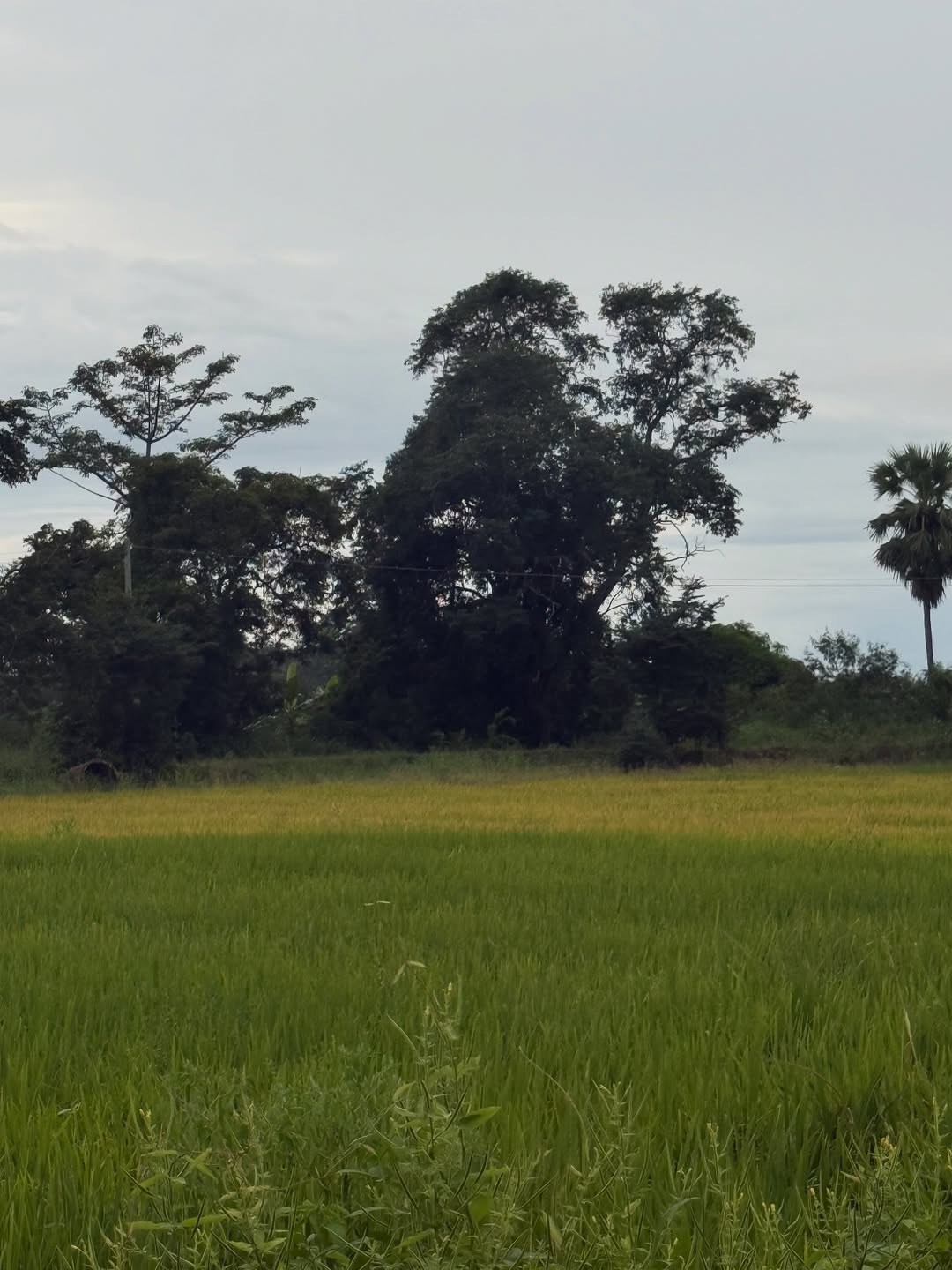 อร - พัศชนันท์ เจียจิรโชติ
