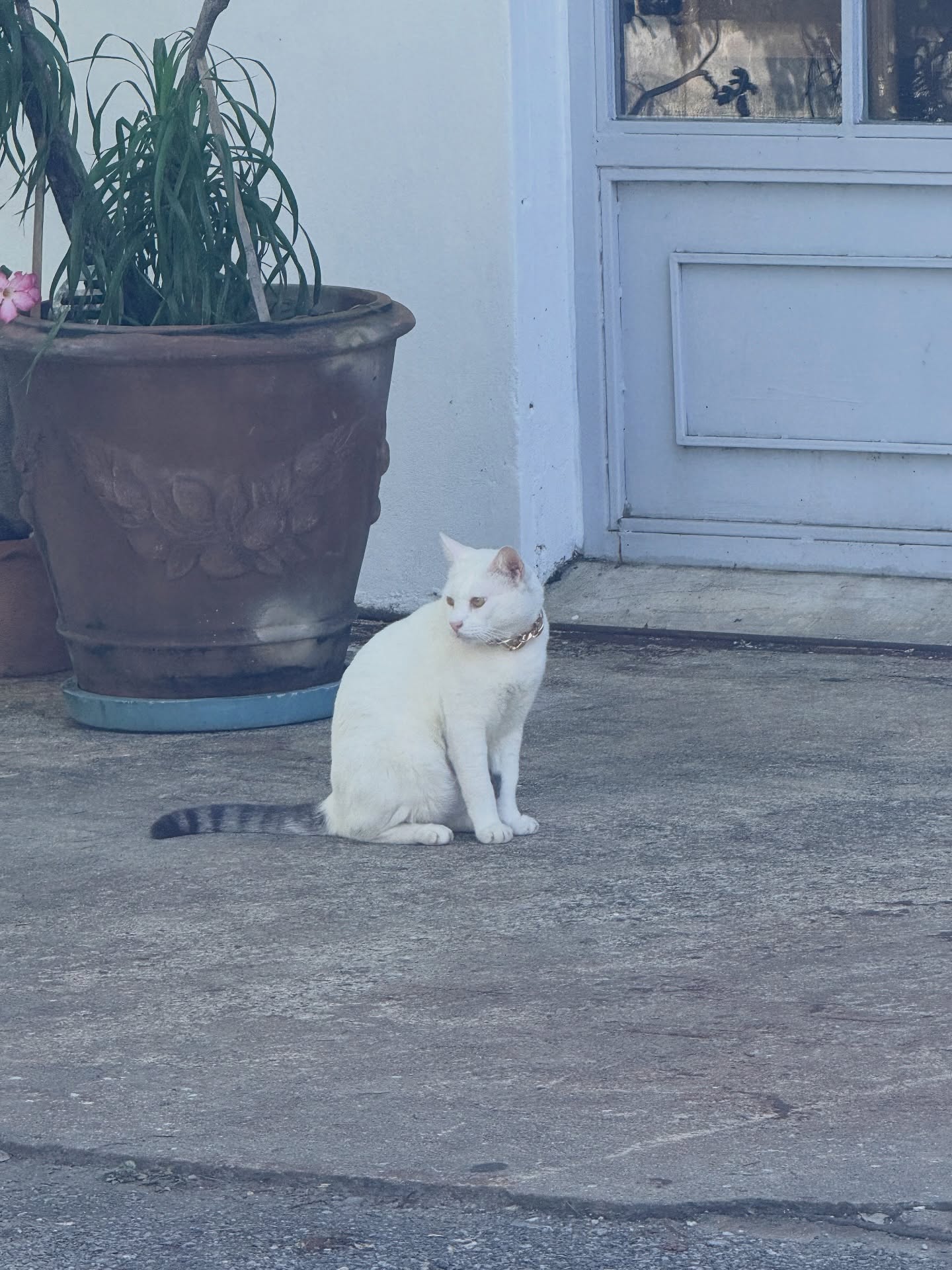 อร - พัศชนันท์ เจียจิรโชติ