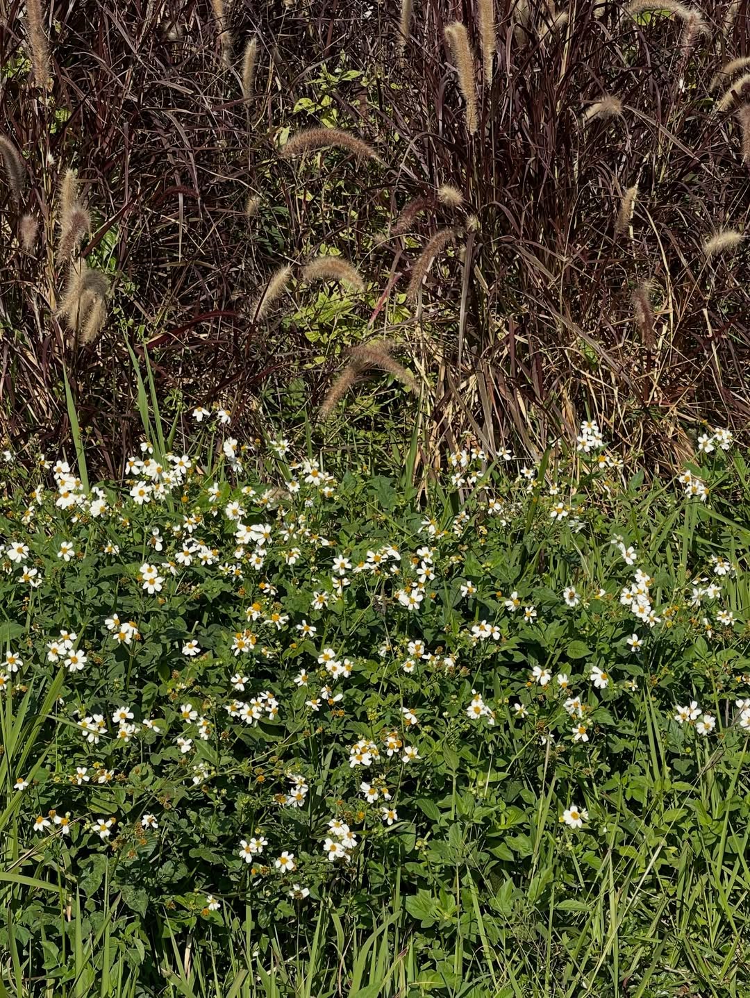 แก้ว - ณัฐรุจา ชุติวรรณโสภณ