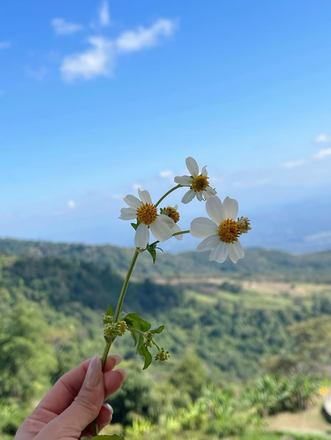 แก้ว - ณัฐรุจา ชุติวรรณโสภณ