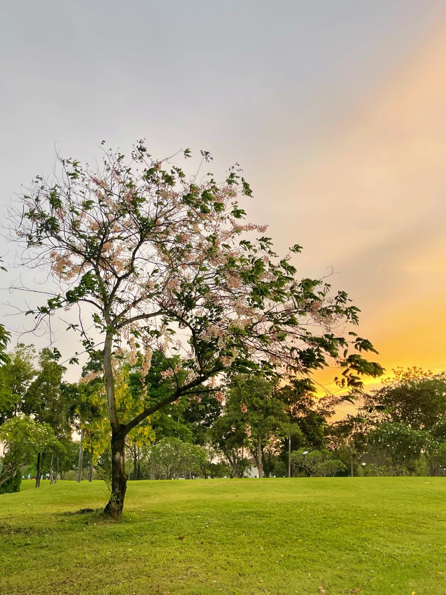 แก้ว - ณัฐรุจา ชุติวรรณโสภณ