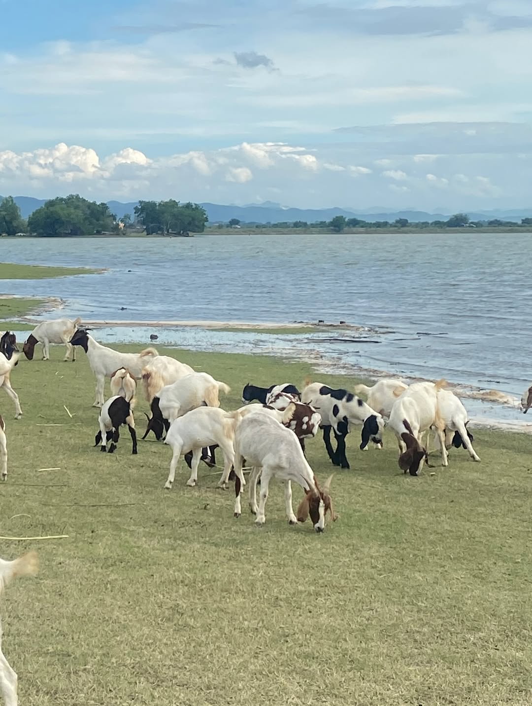 น้ำใส - พิชญาภา นาถา