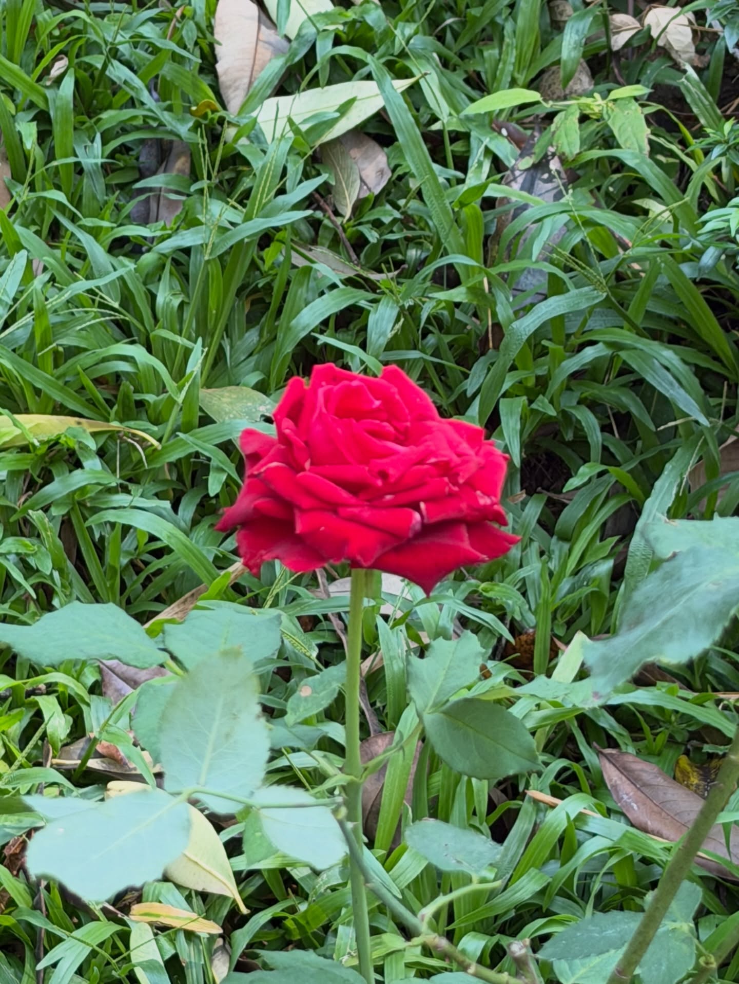 น้ำใส - พิชญาภา นาถา