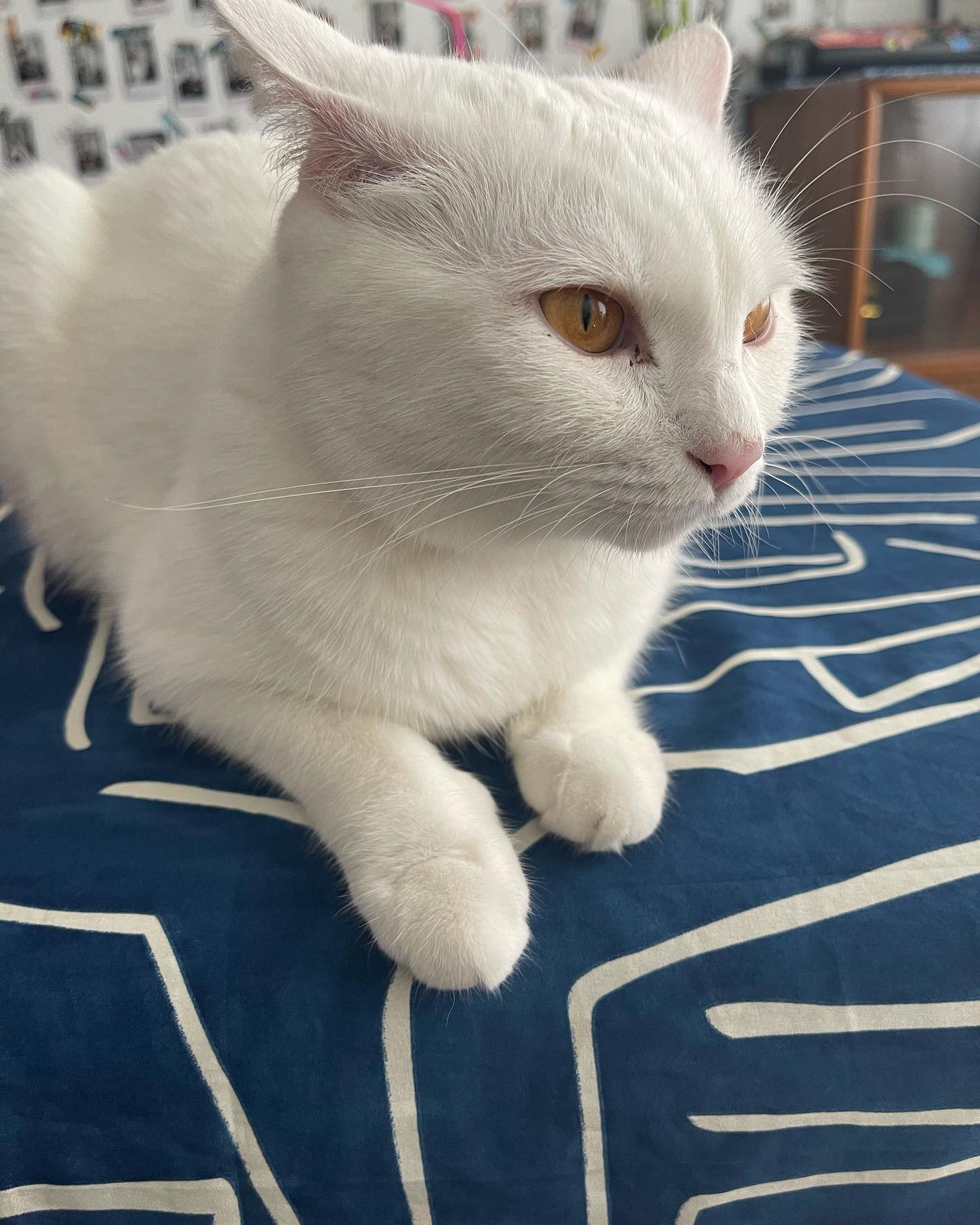 เจนนิษฐ์ โอ่ประเสริฐ