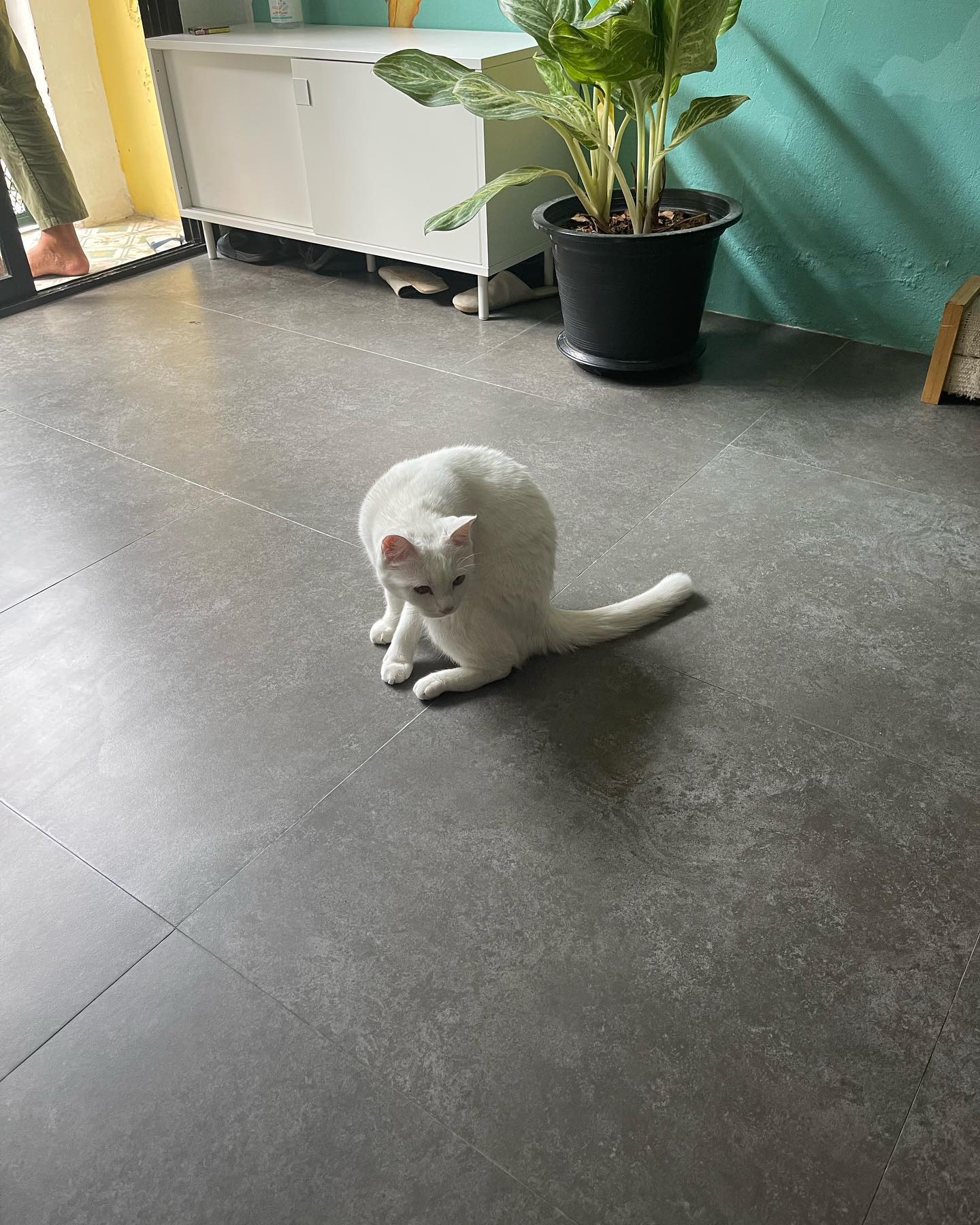 เจนนิษฐ์ โอ่ประเสริฐ