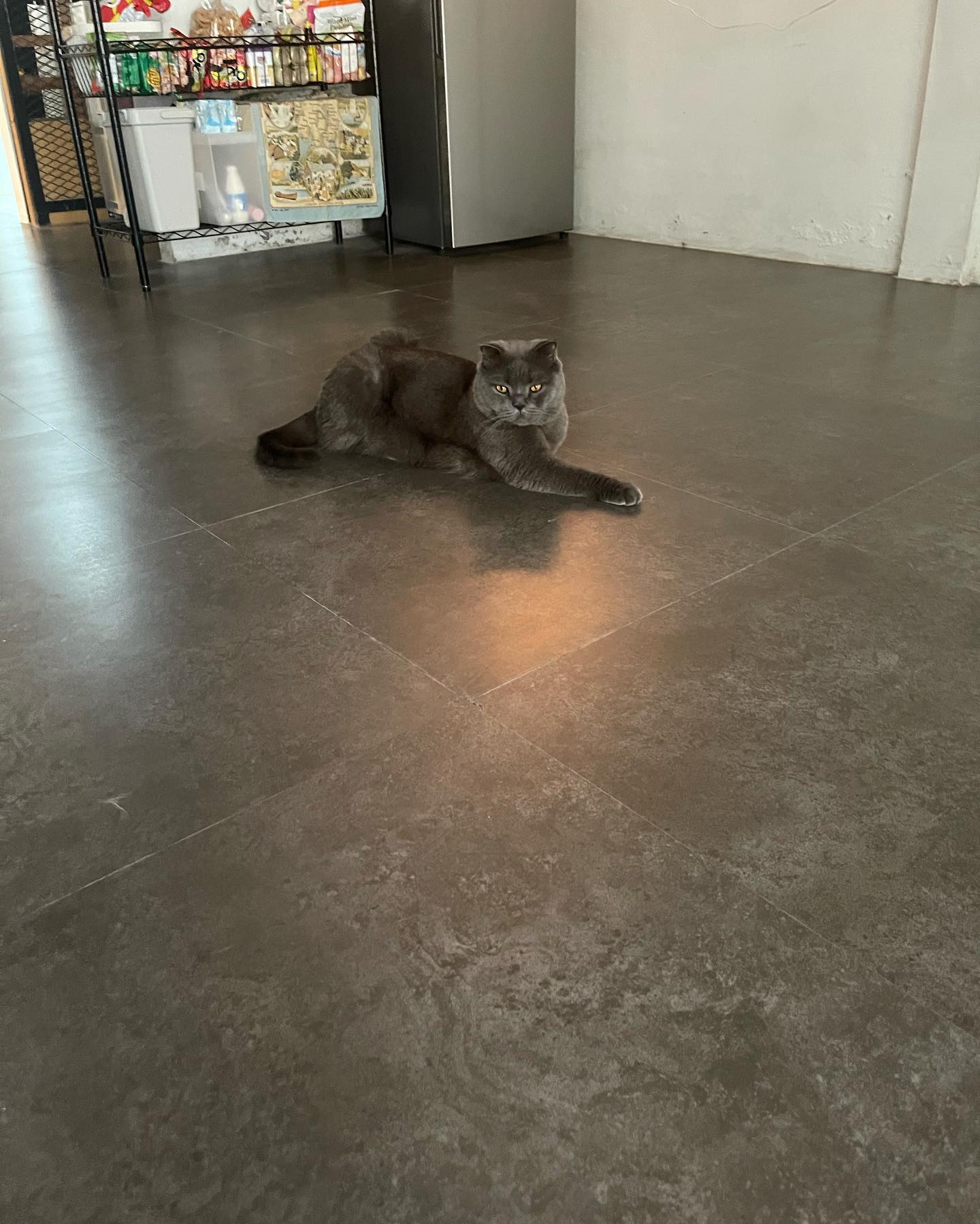 เจนนิษฐ์ โอ่ประเสริฐ