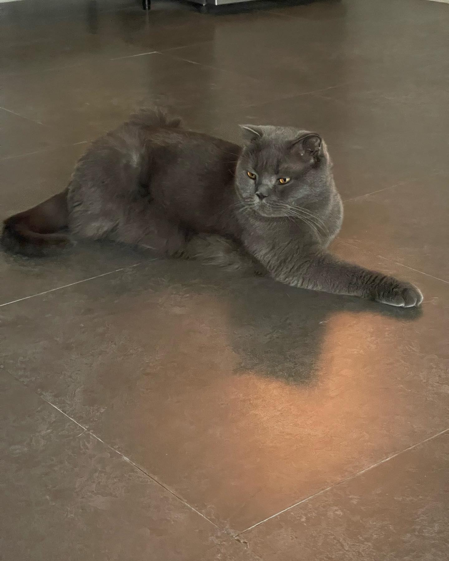 เจนนิษฐ์ โอ่ประเสริฐ