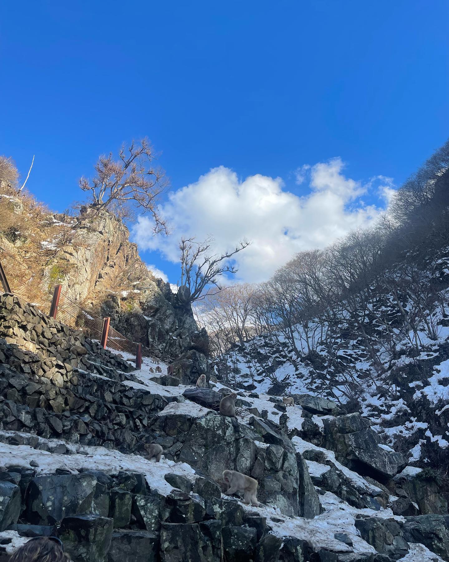 เจนนิษฐ์ โอ่ประเสริฐ