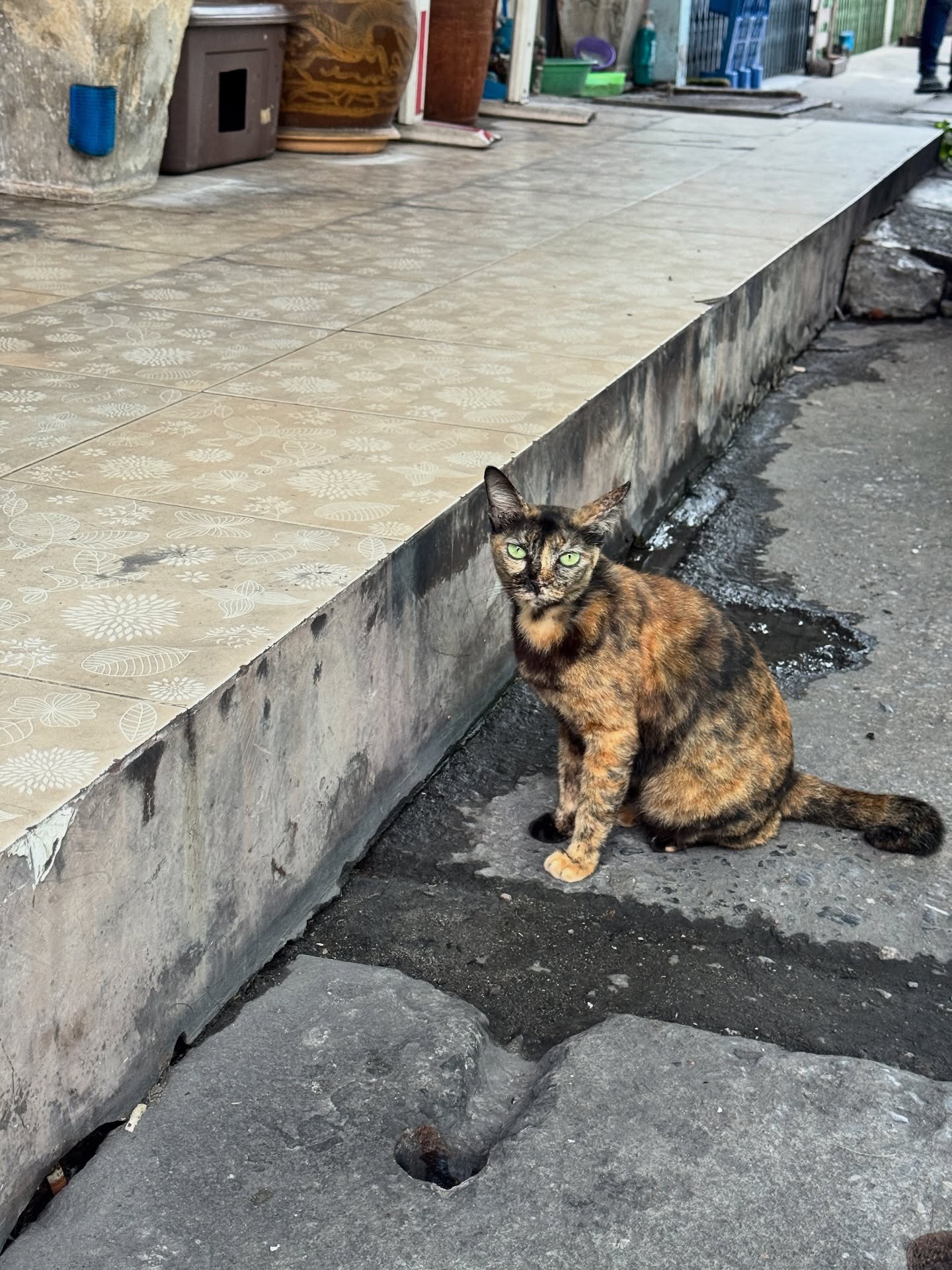 เจนนิษฐ์ โอ่ประเสริฐ