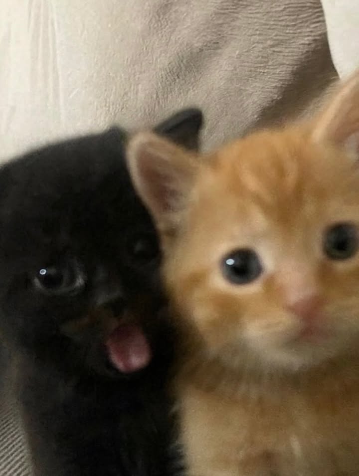 เจนนิษฐ์ โอ่ประเสริฐ