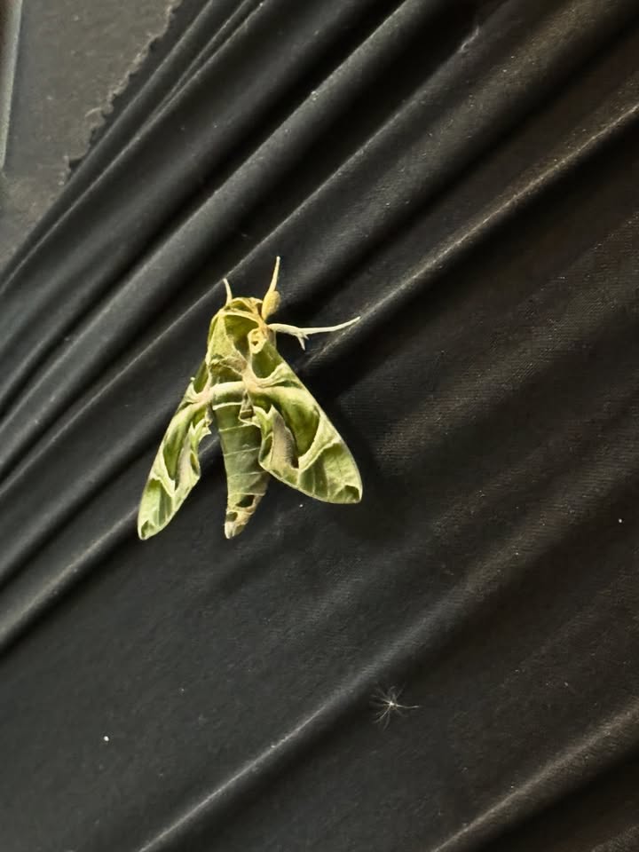 เจนนิษฐ์ โอ่ประเสริฐ