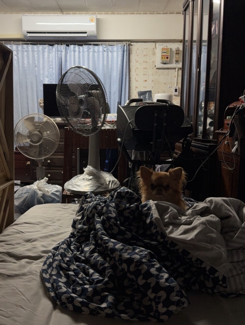 เจนนิษฐ์ โอ่ประเสริฐ