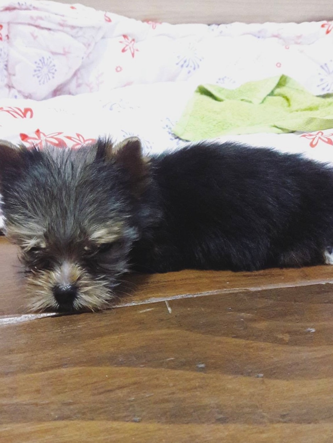 เจนนิษฐ์ โอ่ประเสริฐ