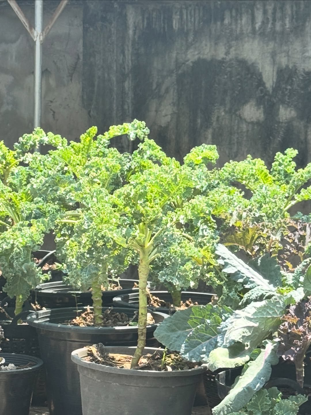 เจนนิษฐ์ โอ่ประเสริฐ