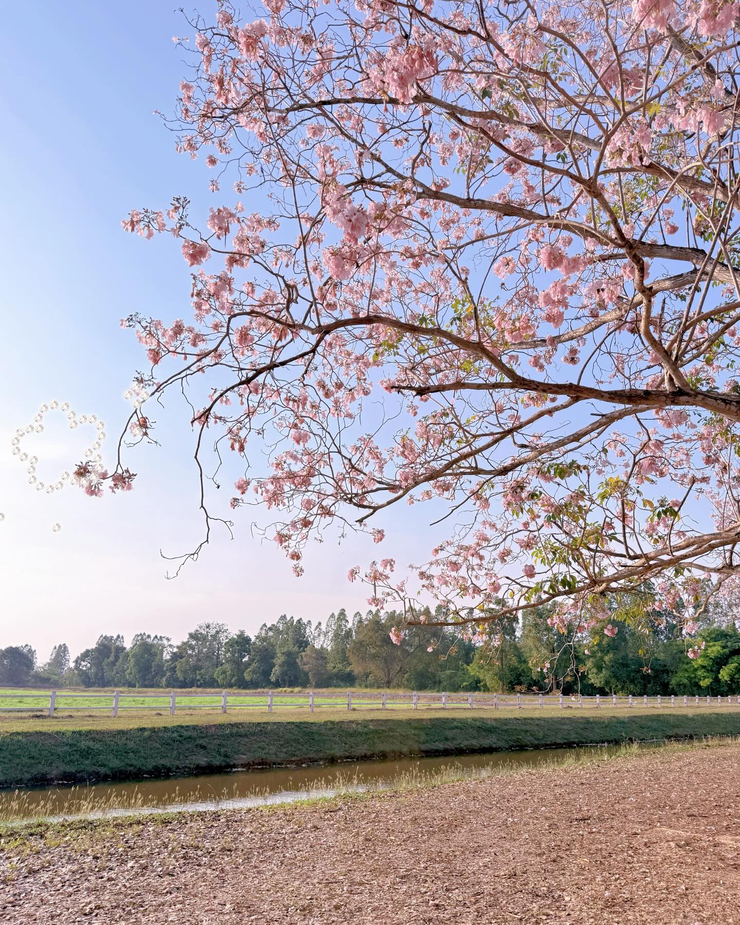 ไข่มุก - วรัทยา ดีสมเลิศ