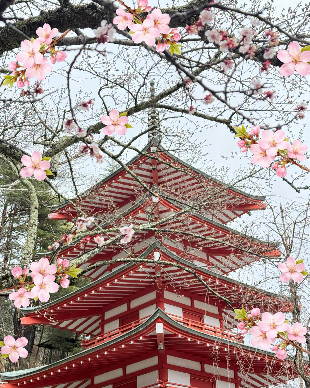 ไข่มุก - วรัทยา ดีสมเลิศ