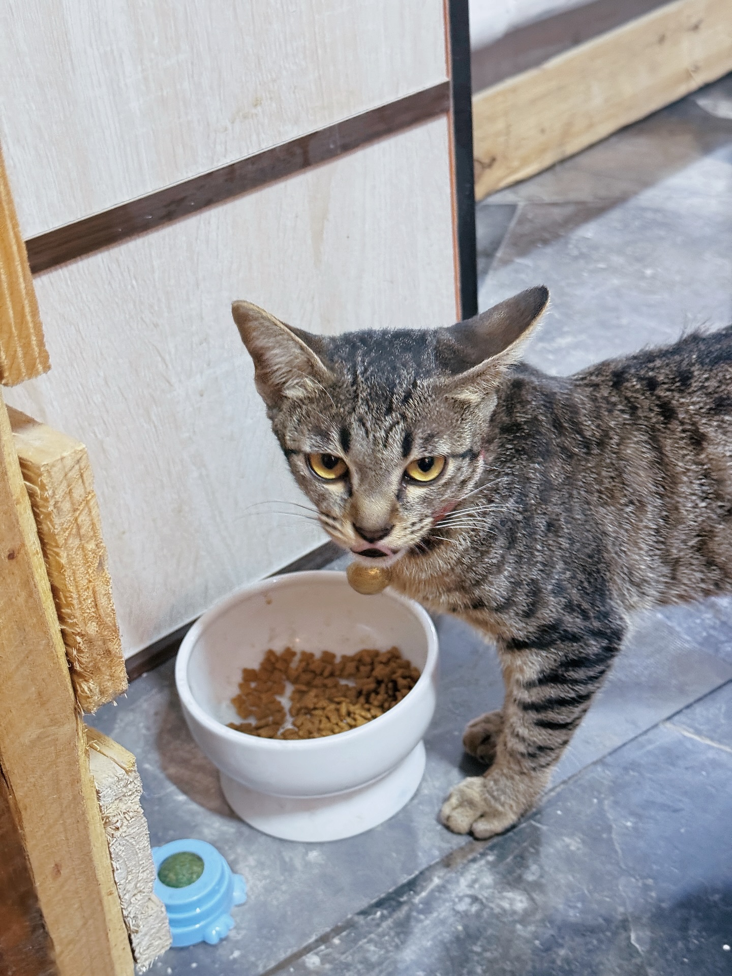 จิ๊บ - สุชญา แสนโคต