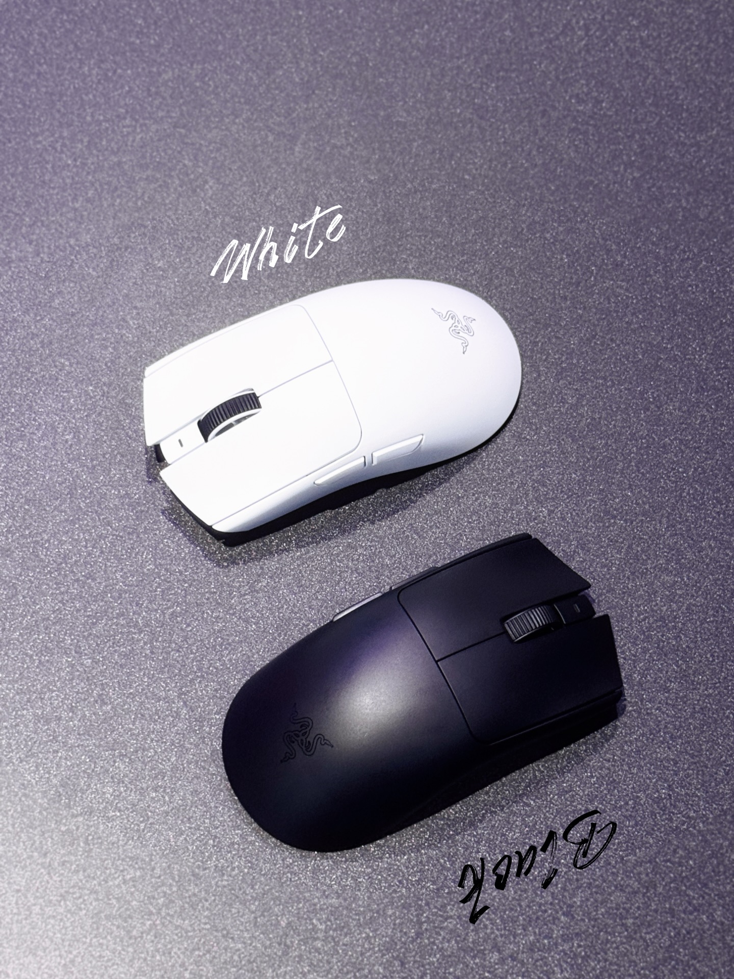 จิ๊บ - สุชญา แสนโคต