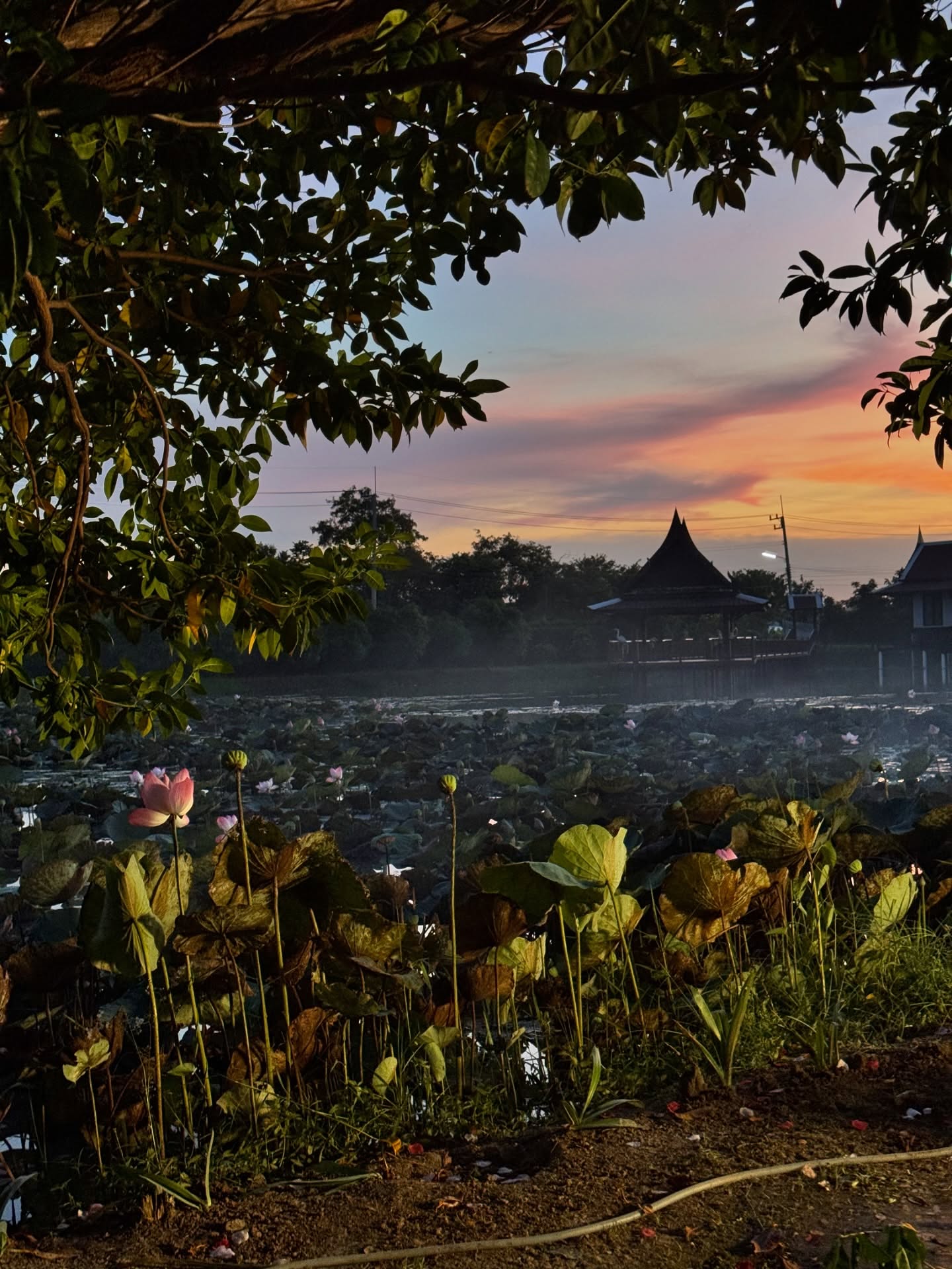 ปีเตอร์แพน - ทัศน์พล วิวิธวรรธน์